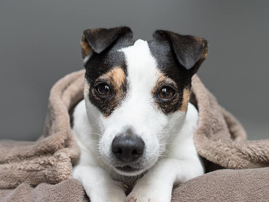 jack russell terrier, σκύλος, κυνικός, ζώο, πορτρέτο