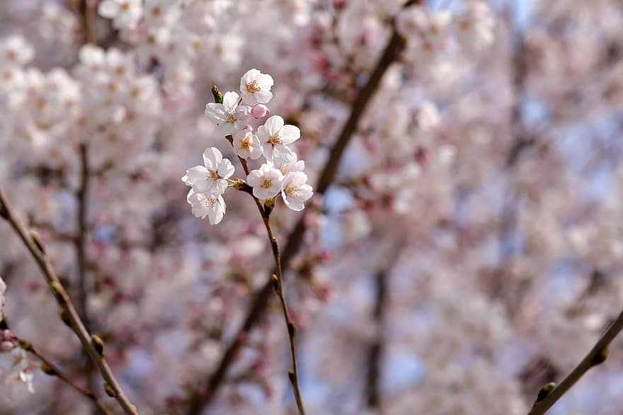 fleurs de cerisier, Sakura, fleurs, la nature, fermer, printemps, branche, fleur, plante, saison, arbre