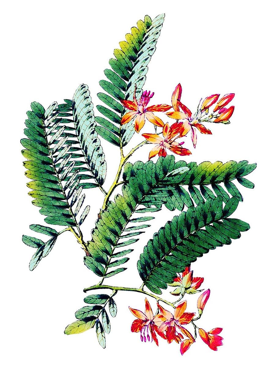 листа на тамаринд, листа, тропически, лято, цветя, дърво, пружина
