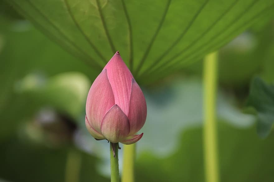 Lotus, Bud, Flower, Pink Flower, Plant, Water Lily, Aquatic Plant, Flora, Pond, Nature, Closeup
