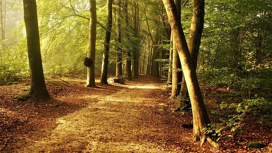miškas, medžiai, kelias, pobūdį, medis, lauke, ruduo, pėsčiųjų takas, lapai, kraštovaizdį, žalia spalva