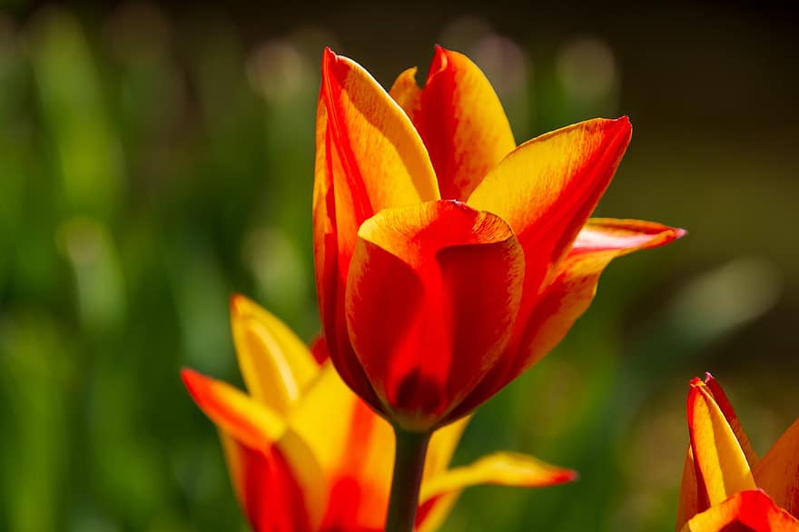 fleur, tulipes, Floraison, deux tons, flore, printemps, brillant, plante, fermer, été, jaune