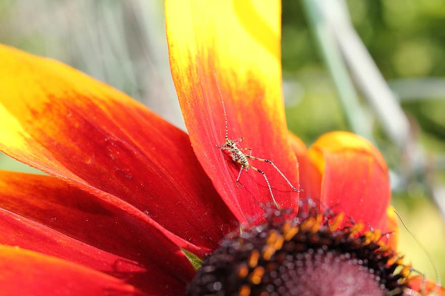 insekt, tæt på, solhat, echinacea, sommer, gul