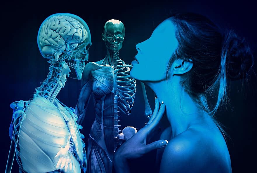 mulher, face, esqueleto, anatomia, músculos, corpo, órgãos, humano, fêmea