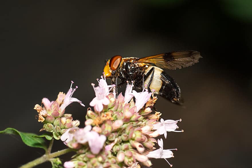 terbang, serangga, arahkan terbang, terbang lalat hutan umum, alam, mata majemuk, merapatkan, makro, bunga, musim panas, menanam
