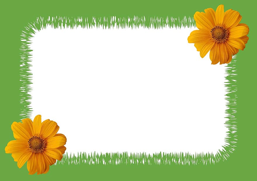 Sunflower, Photo Zigzag