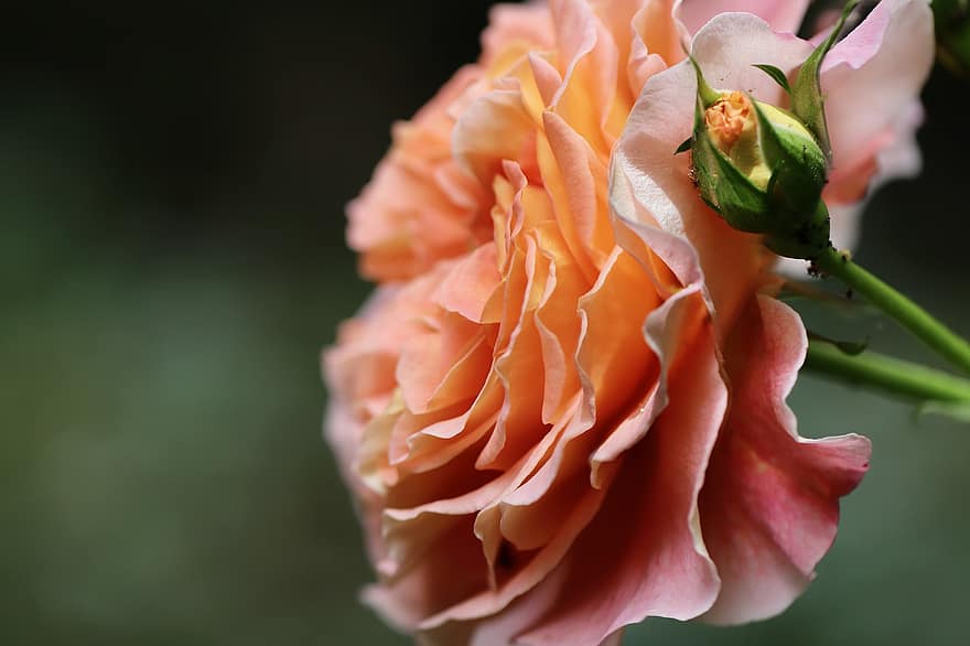 rosa, nobile rosa, Rosa Salmone Rosa, petali, fiorire, fioritura, fiore, pianta, natura, avvicinamento, petalo