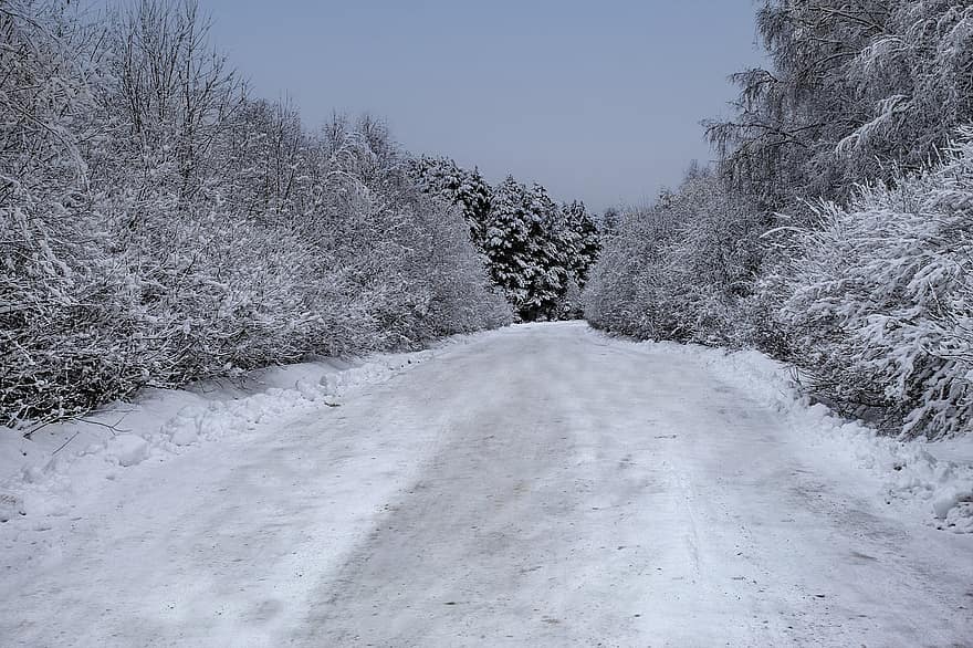 kelias, miškas, pobūdį, sniegas, žiemą, medis, sezoną, kraštovaizdį, šalčio, ledas, užšaldyti