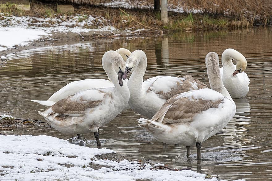 Swans, Lake, Winter, Pond, Birds, Waterbirds, beak, swan, feather, animals in the wild, water