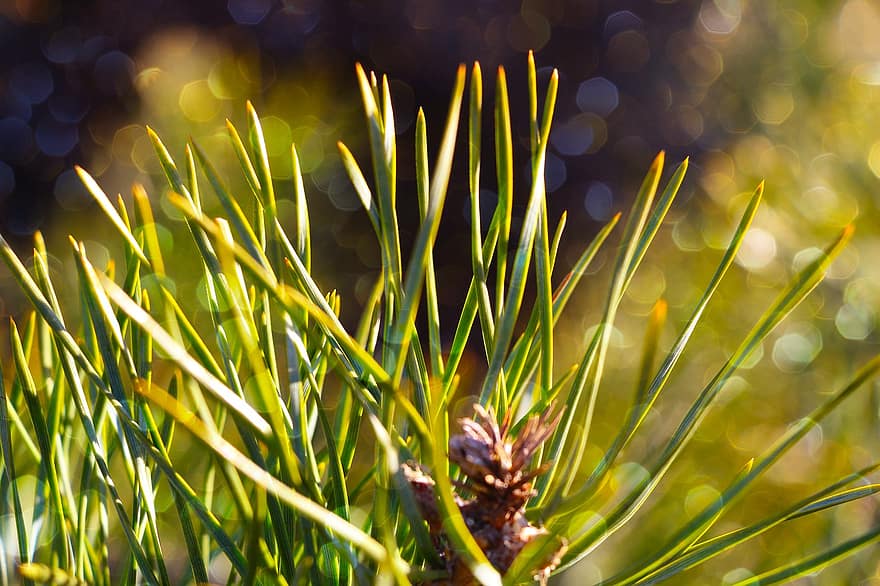 Pine, Sprig, Forest, Green, green color, close-up, plant, backgrounds, leaf, macro, summer