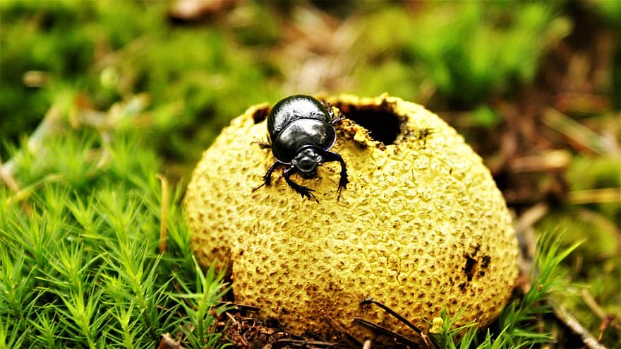 Mushroom, Dung Beetle, Bug, Insect, Forest, Macro