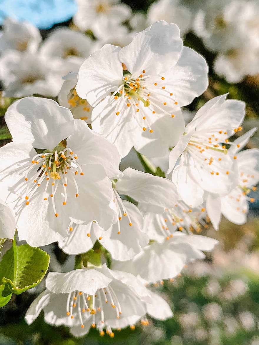 primavera, fiori di ciliegio, fiori bianchi, fiori, natura, avvicinamento, fiore, pianta, petalo, estate, testa di fiore