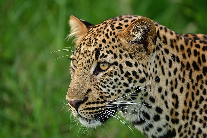 luipaard, dier, Masai Mara, Afrika, dieren in het wild, zoogdier, ongetemde kat, katachtig, safari dieren, bedreigde soort, grote kat