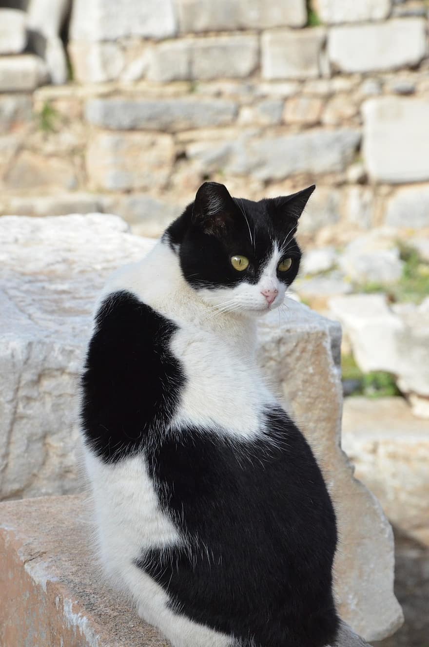 kat, katten, zwart en wit, ephesus, De kleuren van de, de ruines, dieren, vacht, katachtig, huiselijk, Turkije