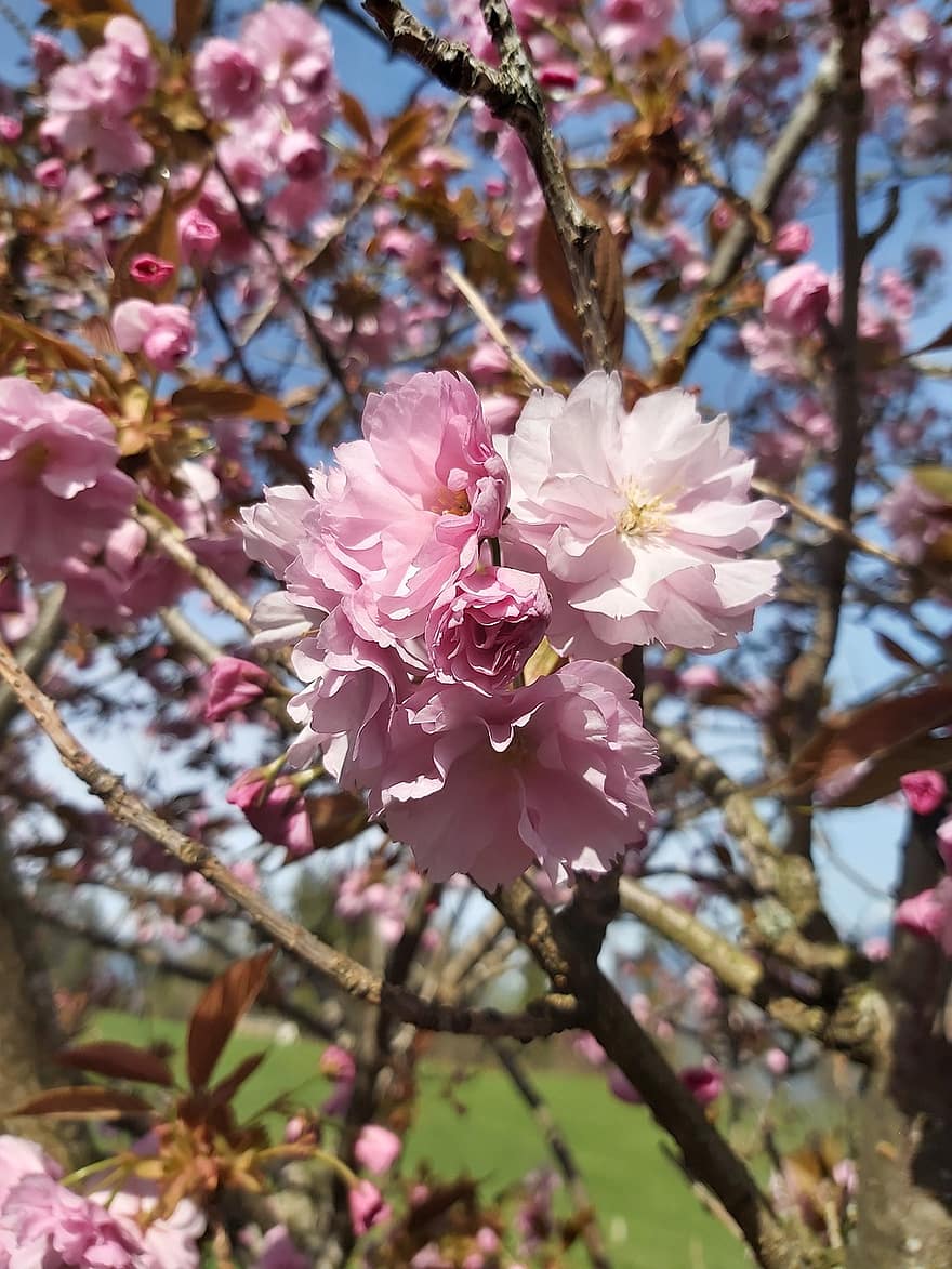 flori, magnolii, plantă, inflori, a inflori, primăvară