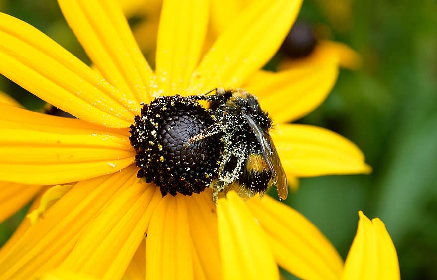 μέλισσα, έντομο, γονιμοποιώ άνθος, γονιμοποίηση, λουλούδι, φτερωτό έντομο, παρασκήνια, φύση, υμενοπτέρα, εντομολογία, macro
