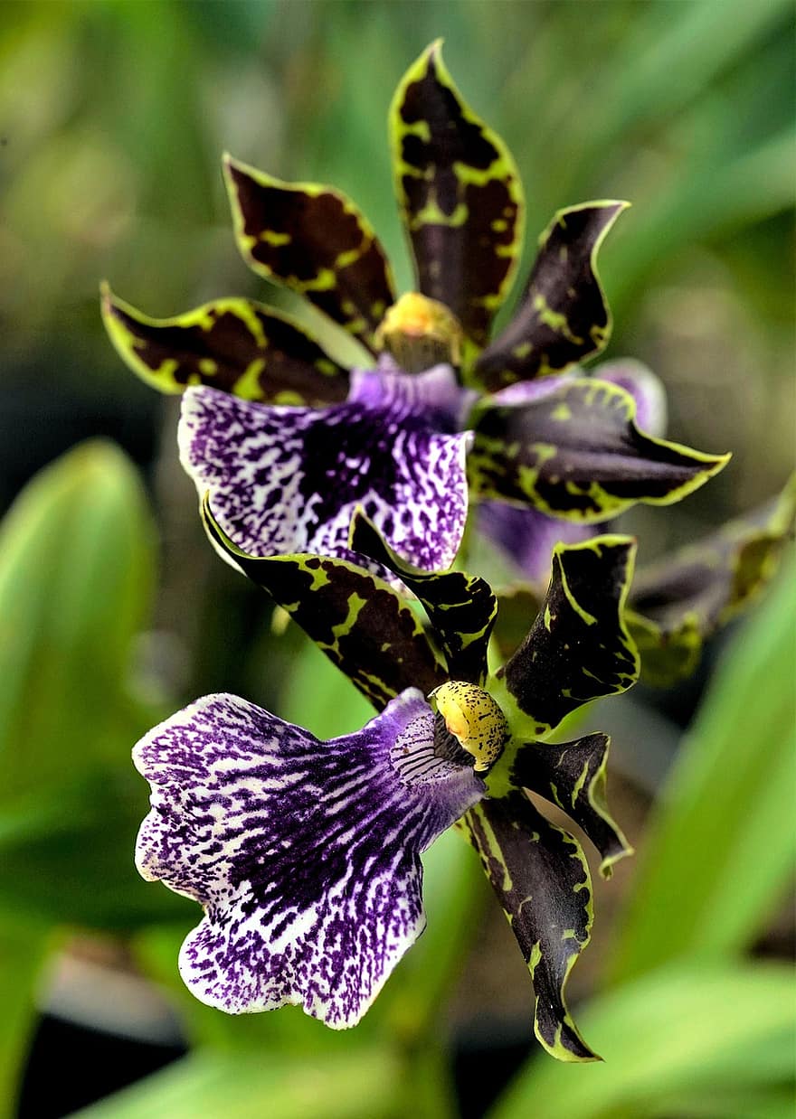 орхидеи, цветя, zygopetalum, листенца, венчелистчета от орхидеи, разцвет, цвят, флора