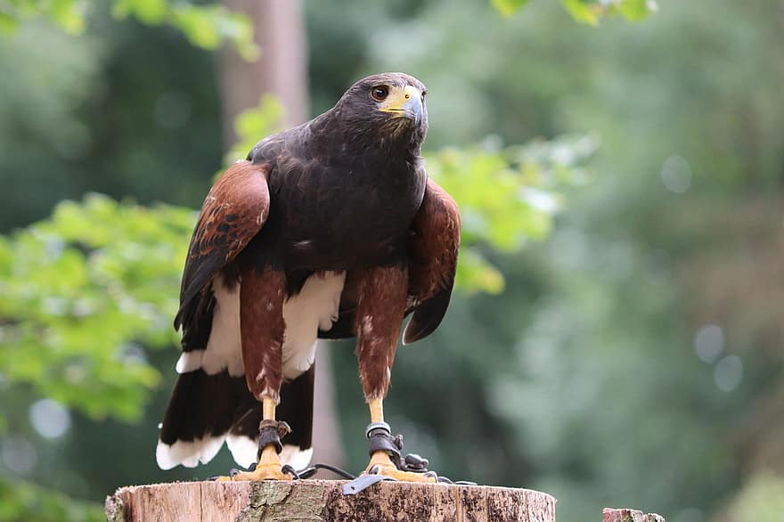 Harris Hawk, parabuteo unicinctus, αρπακτικό πουλί, raptor, σάλκερ, νομοσχέδιο, θηρευτής, φτερά