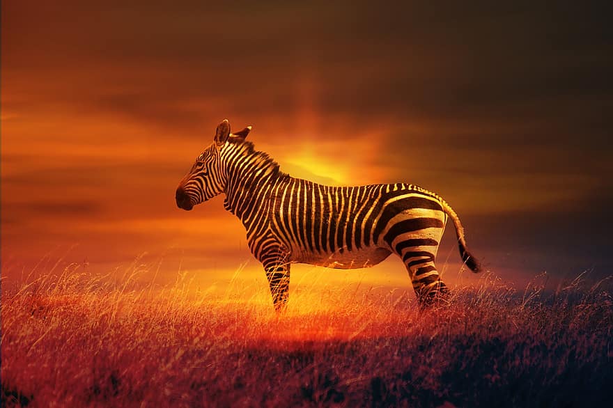 zebra, ssak, zebra górska, konie, gatunki, fauna, safari, zachód słońca, dzikiej przyrody, Afryka, Natura