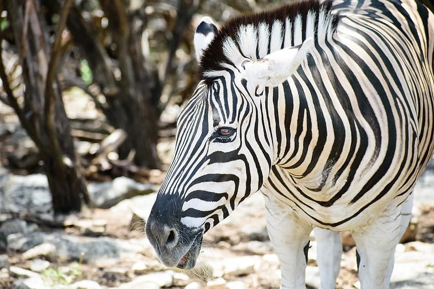 zebra, kepala, mamalia, hewan, bergaris, margasatwa, safari