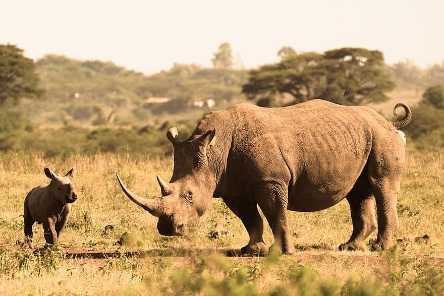 nosorožec, tele, rohy, matka a dítě, zvířat, divoký, divoká zvířata, živočišného světa, divočina, volně žijících živočichů, fotografování divoké zvěře
