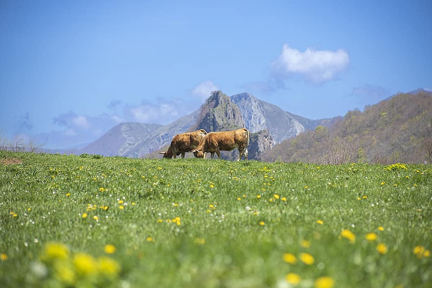 krávy, hory, louka, zvířat, volně žijících živočichů, květiny, nebe, asturie, Španělsko, Příroda, krajina