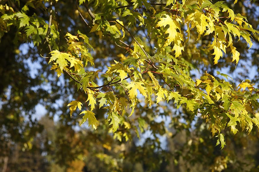 秋、葉、紅葉、秋の季節、落葉、木、黄、森林、シーズン、ブランチ、工場