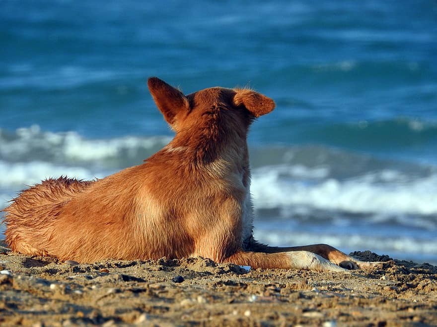 perro, mascota, canino, animal, acostado, piel, hocico, mamífero, retrato de perro, mundo animal, playa