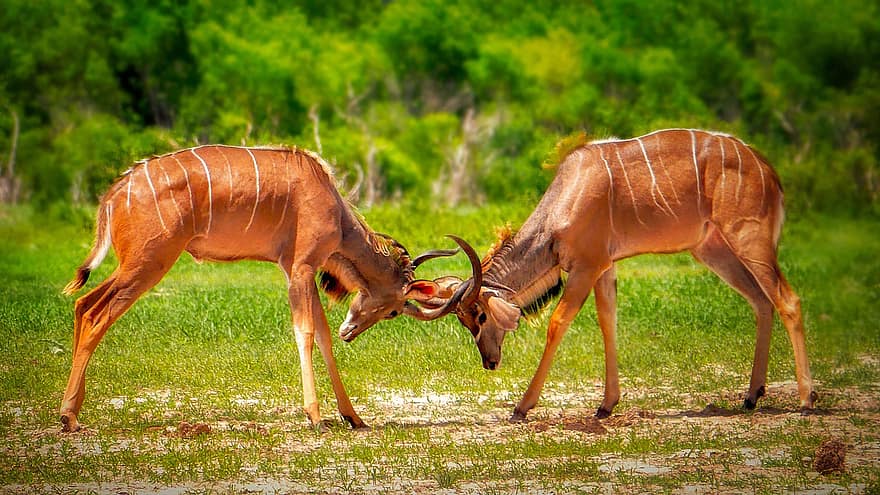 antilope, combattimento, safari, corna, mammiferi, animali, natura, combattente, natura selvaggia, mondo animale, Parco Nazionale