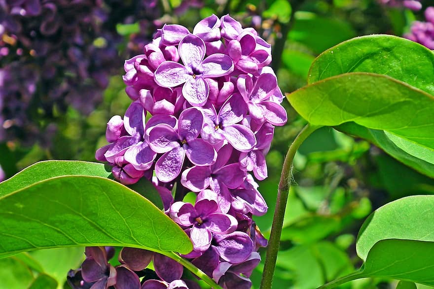 ungu, bunga-bunga, musim semi, alam, taman, mungkin, violet, menanam, semak, piknik, bau