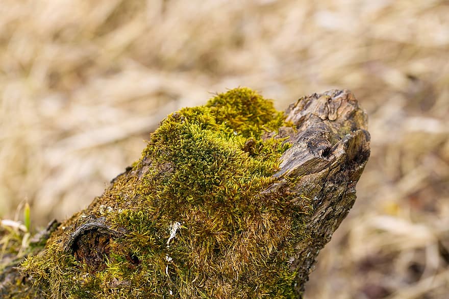 Wood, Moss, Nature, Wilderness, Forest Floor, forest, close-up, tree, branch, animals in the wild, plant