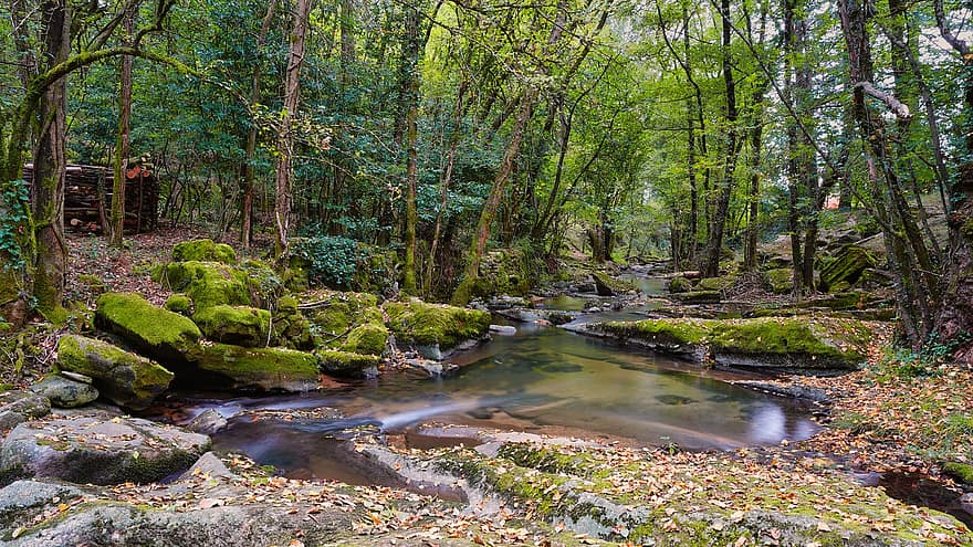 ποτάμι, δάσος, φύση, πτώση, φθινόπωρο, δέντρα, βρύο, βράχια, νερό, φύλλα, φύλλωμα