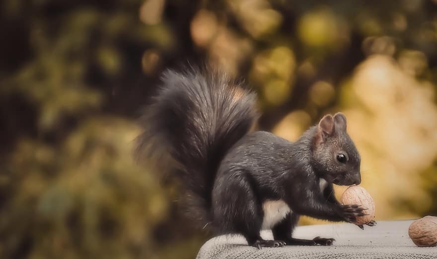 Squirrel, Nager, Cute, Animal, Nature, Rodent, Animal World, Foraging, Possierlich, Verifiable Kitten, Attention