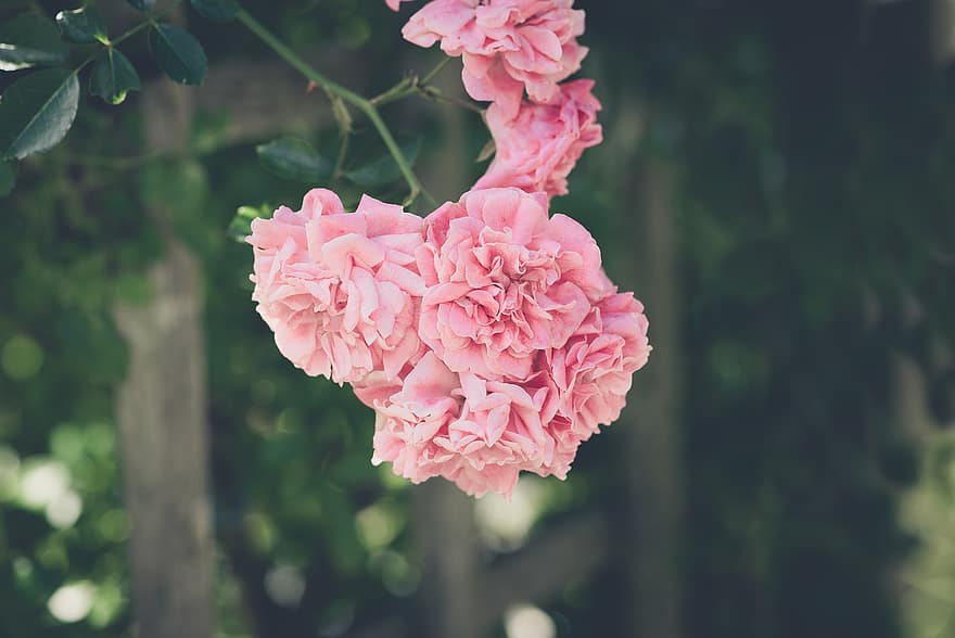 rosas, rosas rosadas, Flores rosadas, las flores, floración, flor, jardín de rosas, naturaleza, flora, de cerca, pétalos de rosa