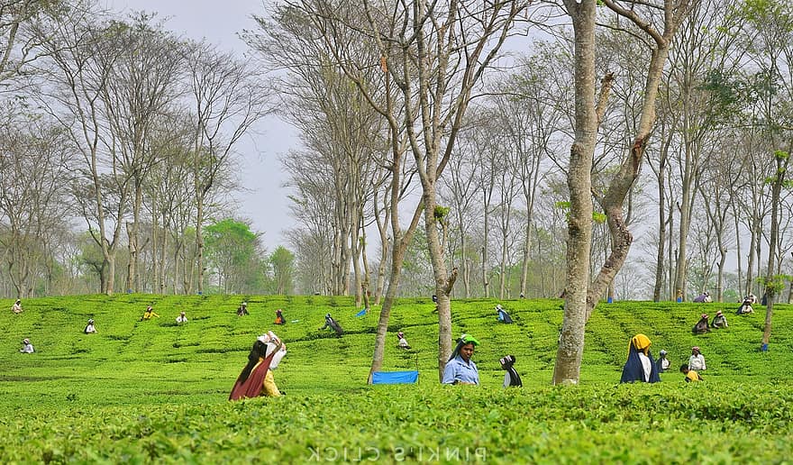 Čajový sad, zemědělství, čajové plantáže, Příroda, krajina, darjeeling