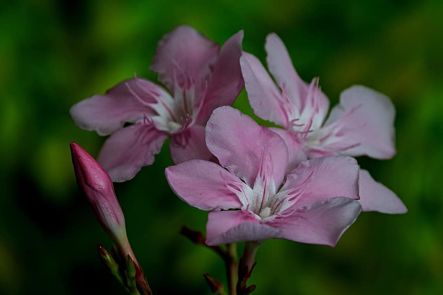 oleander, bloem, roze, flora, detailopname, fabriek, blad, bloemblad, zomer, bloemhoofd, roze kleur