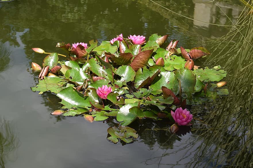 lili air, bunga-bunga, kolam, bantalan lily, bunga-bunga merah muda, kelopak, kelopak merah muda, berkembang, mekar, tanaman air, flora