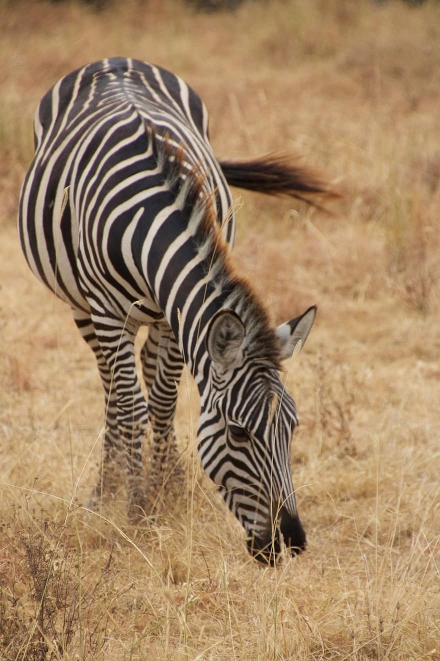 zebra, pascolo, safari, animale, mammifero, equino, natura, mangiare, fauna, natura selvaggia, prateria