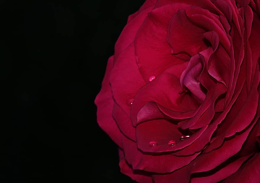 rosa, fiore, gocce, germoglio, petali, Rose, amore, fioritura, bellezza, natura, romanzo