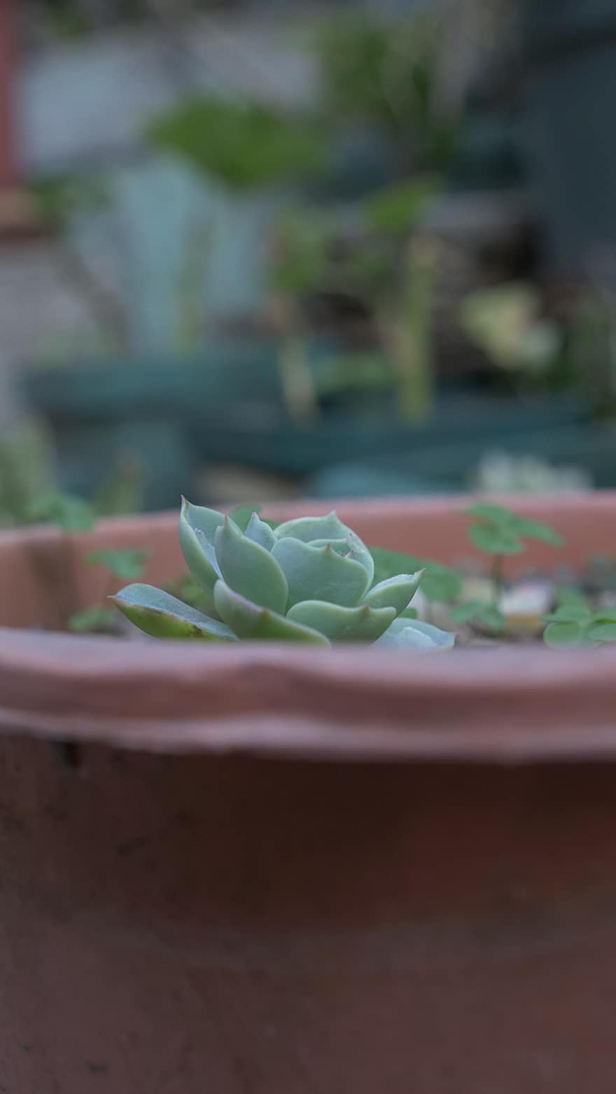 Nature, Succulent, Botany, Plany, Growth, Houseplant, Elegant Echeveria, plant, leaf, green color, close-up