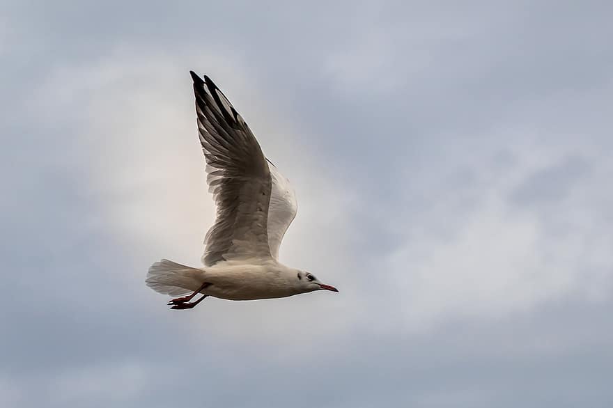 Seagull, Gull, Flying, Flight, Plumage, Seabird, Bird, Animal