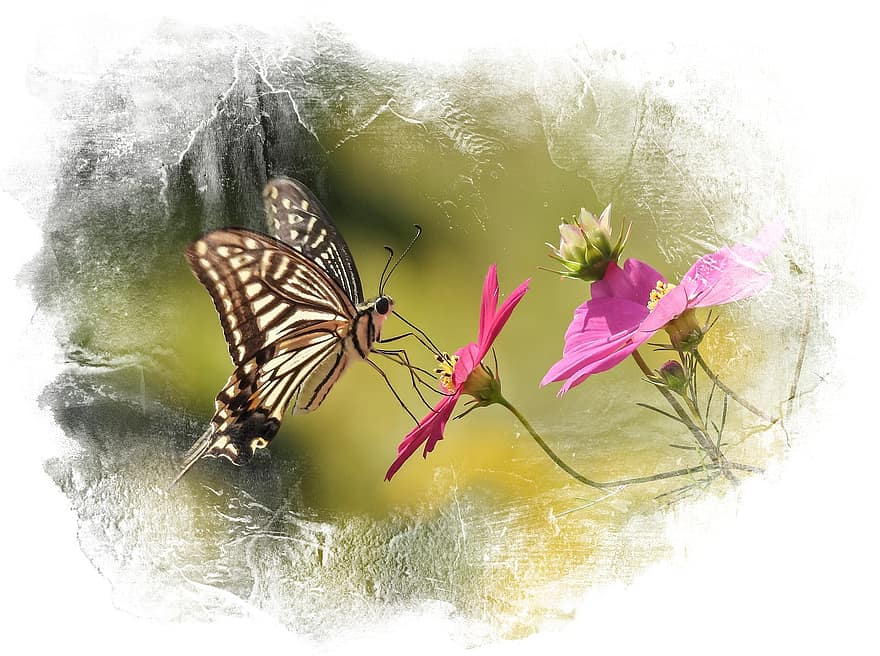 Schmetterling, Bestäubung, Blumen, bestäuben, Insekt, blühen, Flora, Pflanze, Kosmos, Schwalbenschwanz-Schmetterling, Kreativität