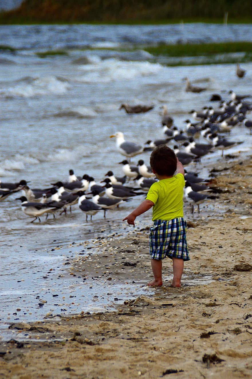 пляж, мальчик, ребенок, море, дитя, песок, летом, океан, чаек, воды