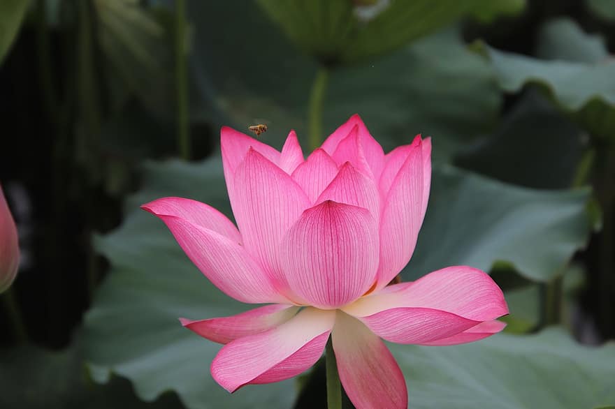 Lotus, Plant, Water Lily, Bee, Aquatic Plant, Flora, Blooming, Blossoming, Nature