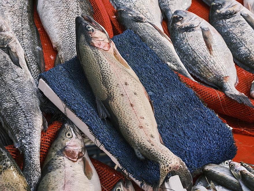 ikan salmon, ikan, pasar, makanan laut, makanan, mentah, segar, binatang, pasar basah, protein