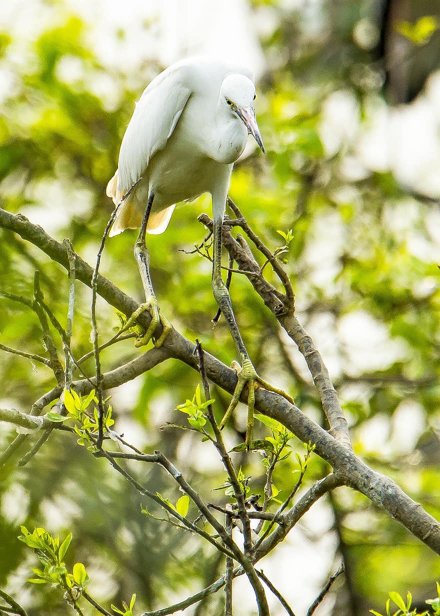 Egret, Bird, Branch, Perched, Migratory Bird, Wading Bird, Animal, Wildlife, Feathers, Plumage, Beak