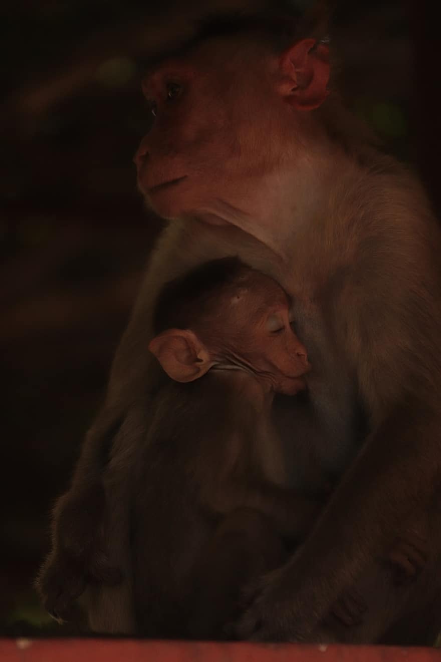 micos, mare, nadó, vida salvatge, animal jove, mico de bebè, primats, animals, lactància materna