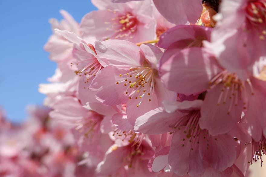 Plant, Flowers, Cherry Blossoms, Botany, Bloom, Blossom, Macro, Petals, Pink, Season, Spring