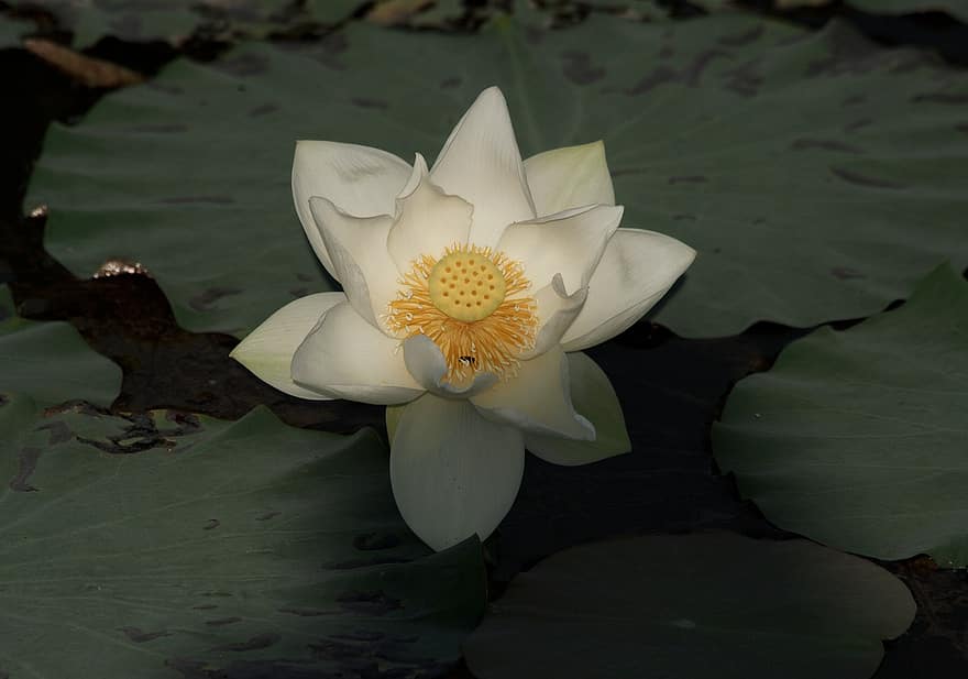 lotus blanc, la vie, eau, fleur, paysage
