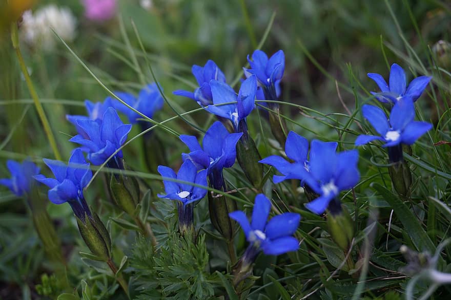 голубые цветы, цветы, гора